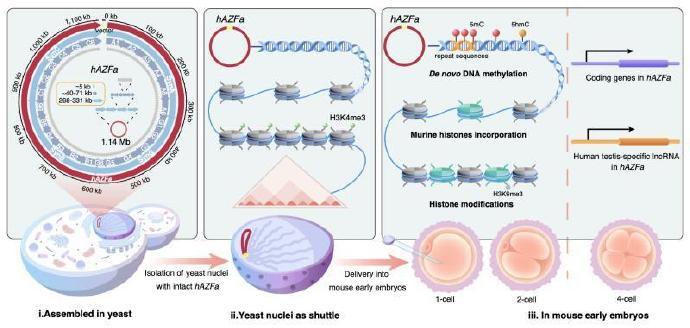 合成生物實驗室項目